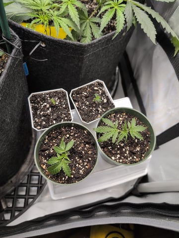 grow 2  — germination, day 6