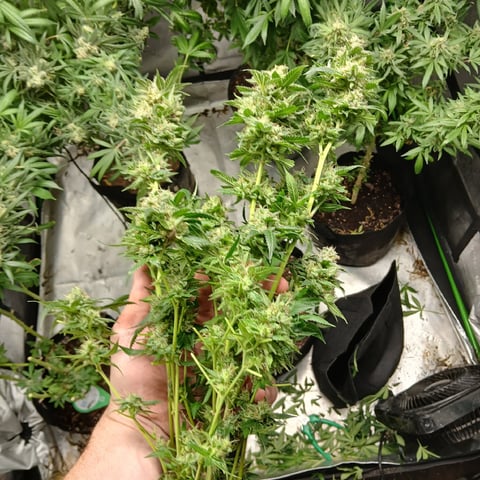 run #3 — harvest, day 110