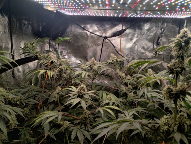 Photo Time📸🕞 — flower, day 99