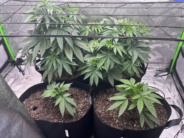 My First Four — vegetative, day 46