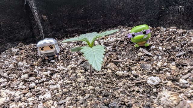 Perpetual Autoflower Mixed Grow #3 — germination, day 1