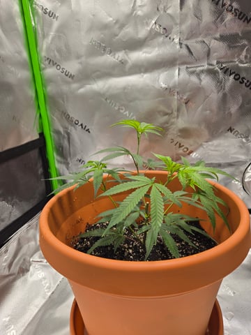 Evermore clones — vegetative, day 6