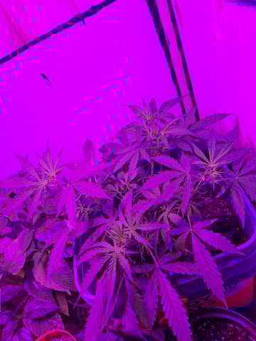 critical Mass  — vegetative, day 41