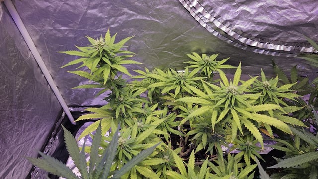 Amnesia Haze Run — flower, day 52