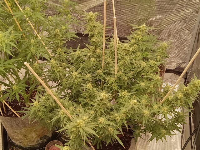   and one L.a kush cake . — flower, day 103