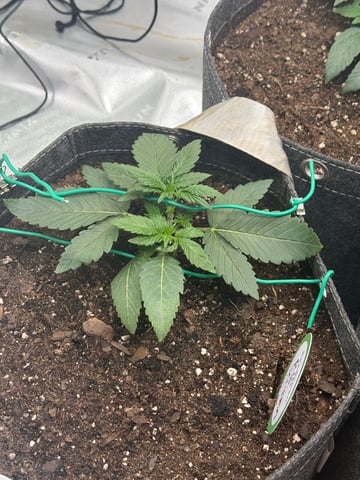 Humboldt  — vegetative, day 25