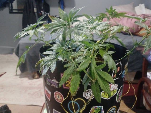 Poor Ivory — vegetative, day 54