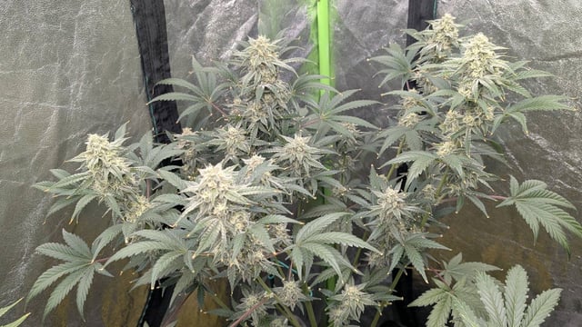 Mixed Grow — flower, day 98