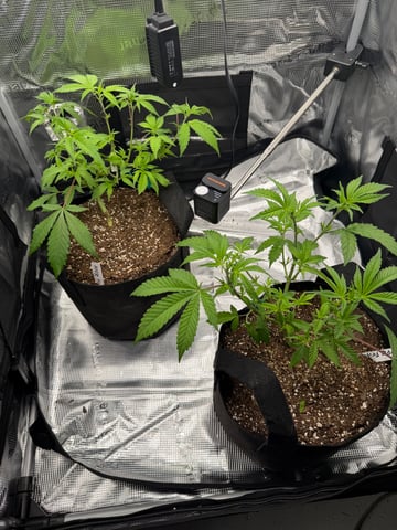  Trying to go big — vegetative, day 62