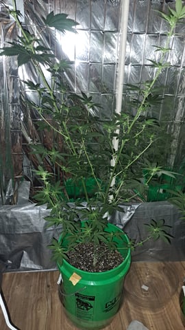 b1. — flower, day 96