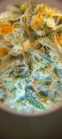 Piney — flower, day 35