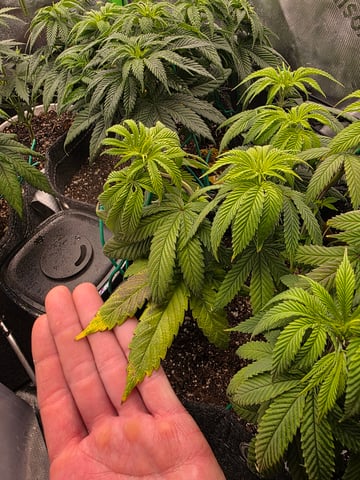 My Second Indoor — vegetative, day 49