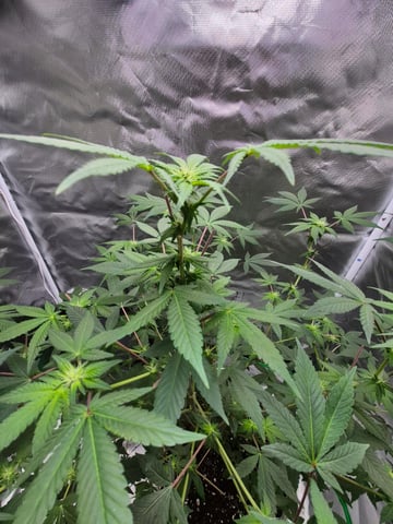 First Time — flower, day 1