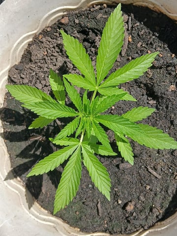 Vegetative  — vegetative, day 27