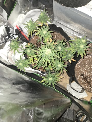 first indoor autoflower — flower, day 35