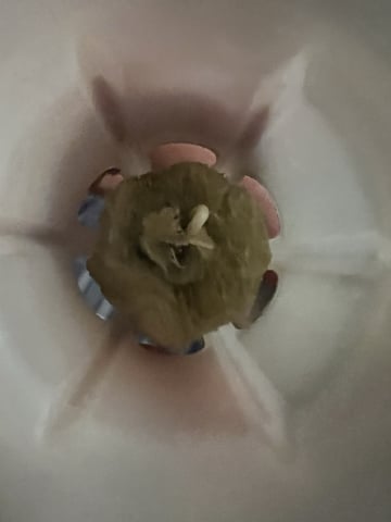 Inside Mother Plants — germination, day 4