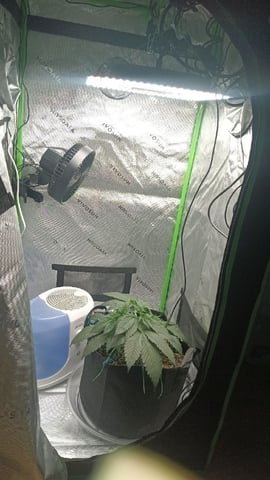 Critical Purple Kush — vegetative, day 46