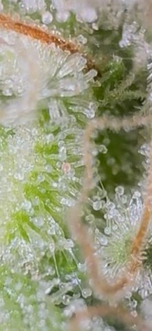 OG Kush — flower, day 138