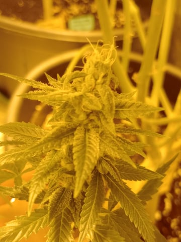 mr — flower, day 111