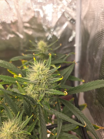 Experiment Time — flower, day 62