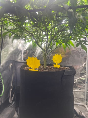 2nd Run — flower, day 85