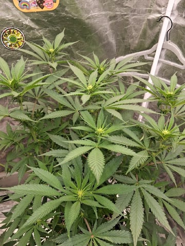 TEAM FULL AUTOS — flower, day 96