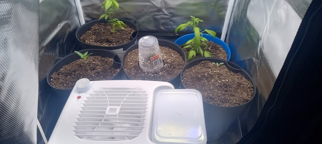frst grow tent grow — vegetative, day 11