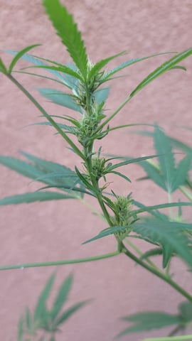 Poison Rainbows — vegetative, day 110