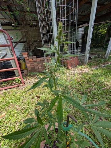 Country Boy — flower, day 46