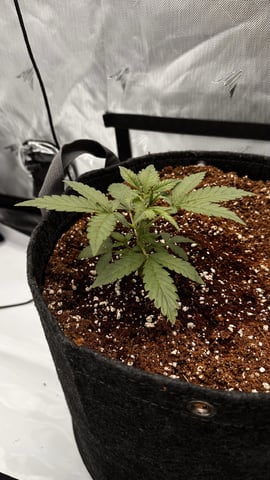 Autos: Banana Purple Punch (1)  & Guava Fig (2) — flower, day 47