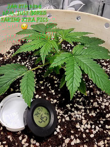 Dos Si Dos. Indica — vegetative, day 14