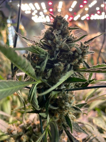 tent grow — flower, day 68