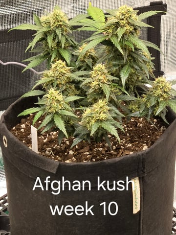 1st grow — flower, day 61