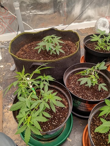 4 Different Kinds Of Autos  — vegetative, day 31