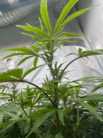 zunami s1 grounded genetics  — flower, day 48