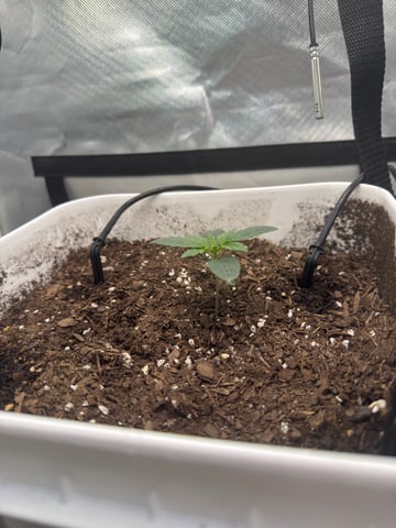 Key Lime Pie — grow_setup, day 1