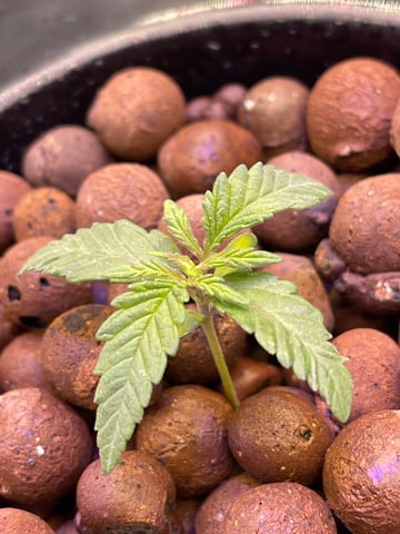 1st Ever Grow (Fat Bastard)(RDWC)  — seedling_rooting, day 15