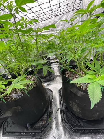 1st Ever Grow (GodFather OG) (Coco) — flower, day 89