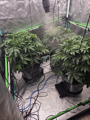 Relentless Genetics Trop Cherry S1 — vegetative, day 23
