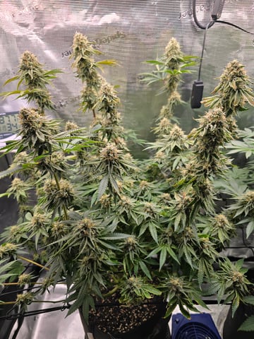 Northern lights #10 (Alaska) — flower, day 77