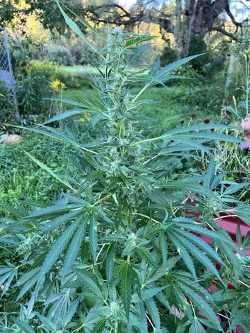 Banjo (Adam’s Plant) — flower, day 66