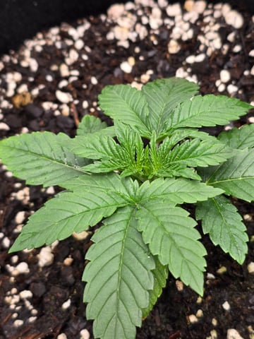 Northern lights #10 (Alaska) — vegetative, day 12