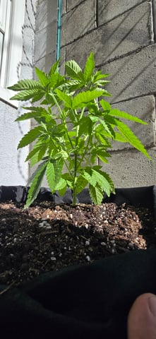 Mystery Weed Plant — vegetative, day 57