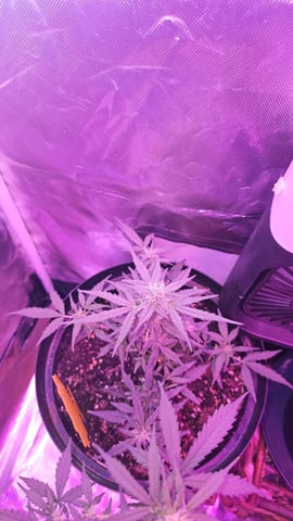 first grow adventure  — vegetative, day 46