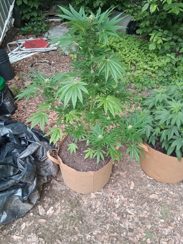 First Indoor Grow  — flower, day 94