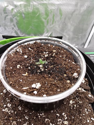 FastBuds Photo-Lemon Mandarin  — seedling_rooting, day 7