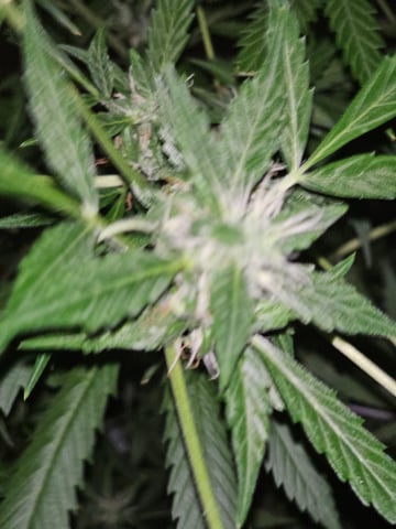 og kush — flower, day 1
