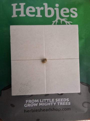 BABY SISTER — germination, day 1