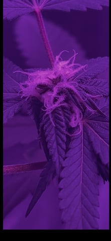 First attempt grow 😶‍🌫️ — flower, day 102