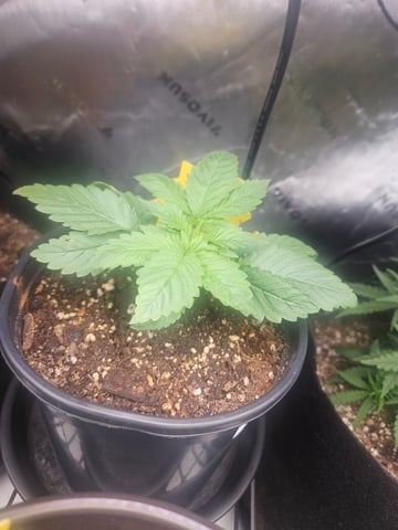 OG Kush — seedling_rooting, day 17